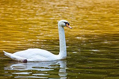 光荣开启旗下Switch平台无双系列名作促销 最大50%优惠